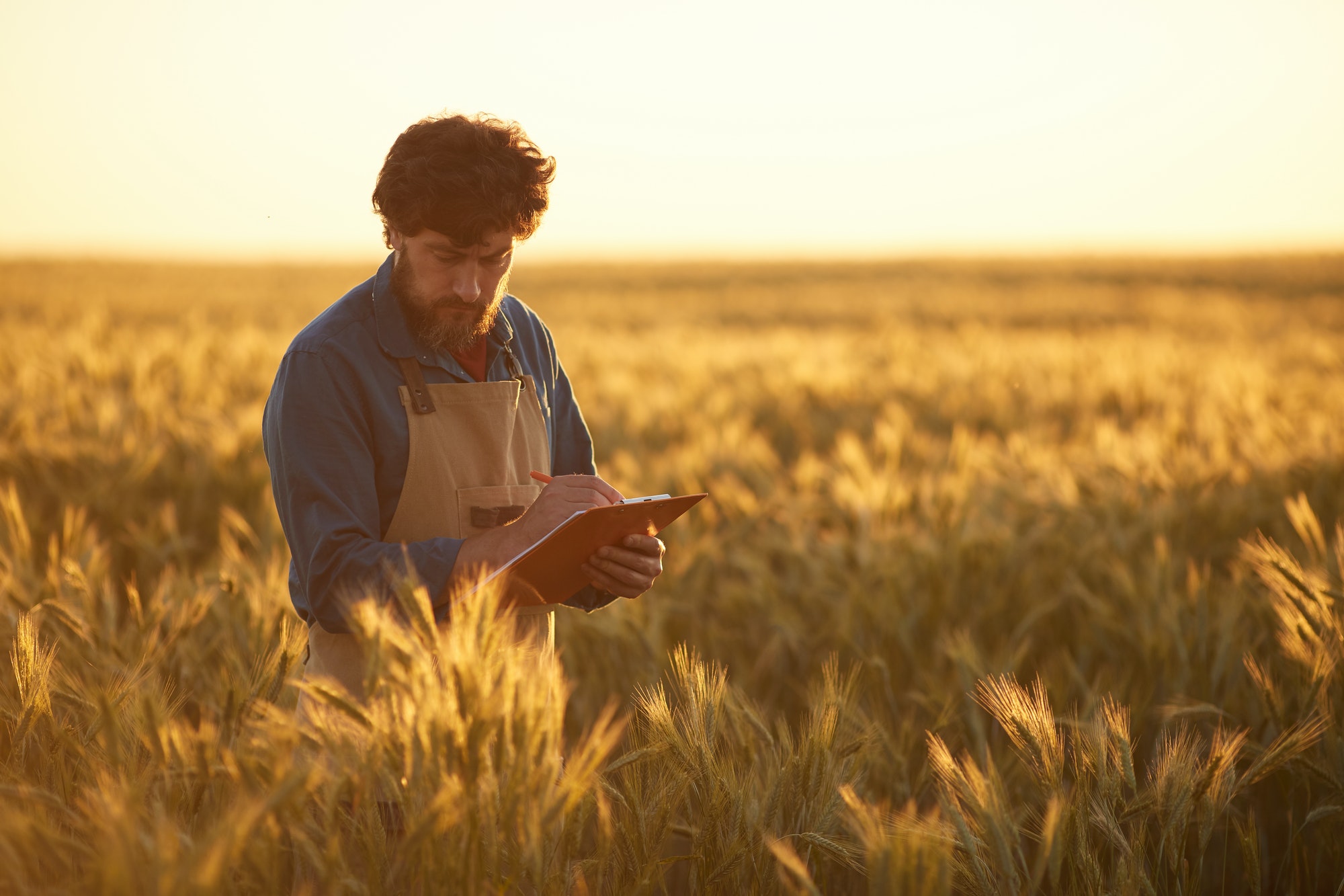 Mature Farmer in Fields at Sunset